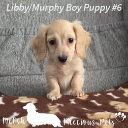 Puppy 6 by Birth order (Boy 3) - Cream male Dachshund puppy in Anamosa, Iowa from Melsh Precious Pets