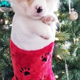 American Corgi and Pembroke Welsh Corgi Puppies from Whimsical Treasure Corgis