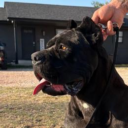 Ilori - Cane Corso