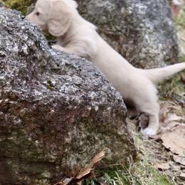 Dachshund Puppies from Bald Mountain Dachshunds