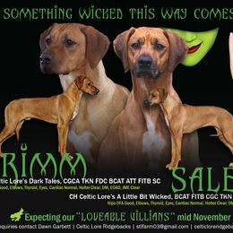 Rhodesian Ridgeback puppies from Celtic Lore Ridgebacks