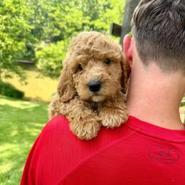 Gold - Red male Bernedoodle puppy in Milford, Ohio from Doodle Duo