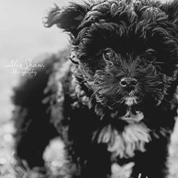 Aussiedoodle Puppies from 5 Cent Doodle Dogs