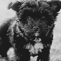Aussiedoodle Puppies from 5 Cent Doodle Dogs