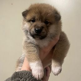 Bella - Red female Shiba Inu puppy in Racine, Wisconsin from Belle City Shibas
