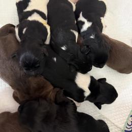 Newfoundland Puppies from Amanda Robinson