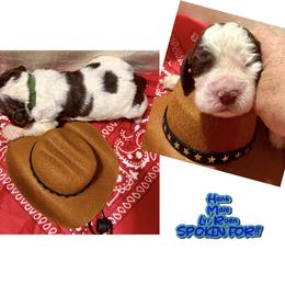 Hank - Liver white and roan male English Springer Spaniel puppy in Madison, Indiana from McCollough's Pawsome Spaniels and Danny's Delightful Dachshunds
