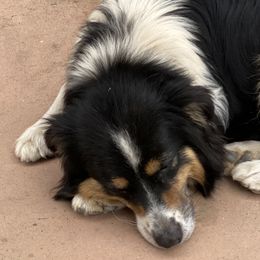 Australian Shepherds from Paradise Creek Aussies