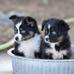 Miniature Australian Shepherd puppies from Shooting Stars Ranch Toy and Mini Aussies