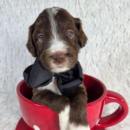 Yogi - Brown and white male Aussiedoodle puppy in Haleyville, Alabama from The Cuddly Dood Ranch