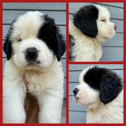 Ozzy Fuzzbourne-Red - Mahogany and white male Saint Bernard puppy in Ladysmith, Wisconsin from Northwoods Saint Bernards