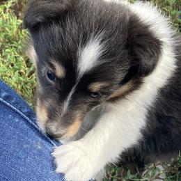 Tiny - Black white and tan female Shetland Sheepdog puppy in Commiskey, Indiana from Windy Haven Farm