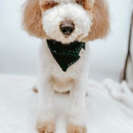 River - Goldendoodle