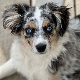 Freddie Mercury - Blue merle Toy Australian Shepherd puppy in Syracuse, Indiana from Klenke Toy Aussies