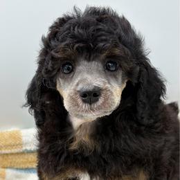 Duck - Phantom male Poodle puppy in Wheatland, California from Sapphire Ridge Poodles