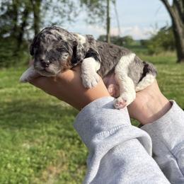 Cockapoo puppies from Emerald Acres Pups