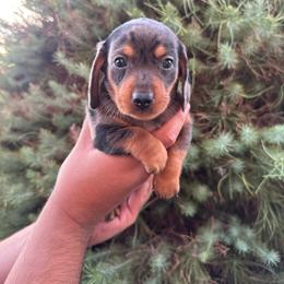 Zero - Dapple male Dachshund puppy in Phoenix, Arizona from Casa MarCosta Dachshund