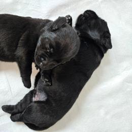 Rocky Road - Black male Labrador Retriever puppy in Crystal Lake, Illinois from Lakeside Labradors