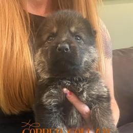 Copper collar - Sable male German Shepherd puppy in Canterbury, Connecticut from Nachtwaechter German Shepherds, LLC