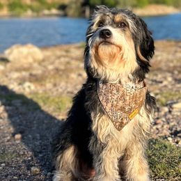 Rosie - Bernedoodle
