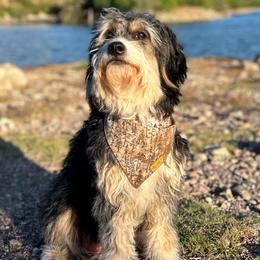 Rosie - Bernedoodle