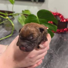 Choco - Gold brindle male Dutch Shepherd puppy in Signal Mountain, Tennessee from Torgun Police Dogs