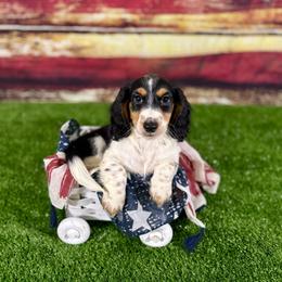 Kimchi - Piebald male Dachshund puppy in Westport, Kentucky from Lonestar Creek Farm