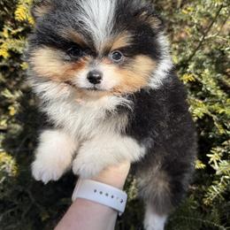 Pierre - Black and tan parti male Pomeranian puppy in Zionville, North Carolina from Shaner Poms