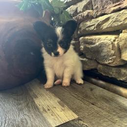 Ava's Tri Colored Girl - White black and tan female Papillon puppy in Shirley, Arkansas from Lucky Pups