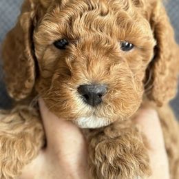 Cavapoos from My Teddy Cavadoodles