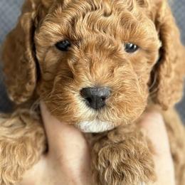 Cavapoos from My Teddy Cavadoodles