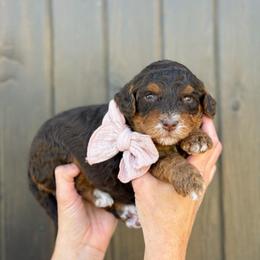 Girl 2 - Phantom female Bernedoodle puppy in Bellville, Ohio from Bernedoodle Buddies