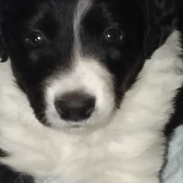 English Shepherd Puppies from ThreeDarkBays English Shepherds