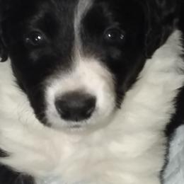 English Shepherd Puppies from ThreeDarkBays English Shepherds