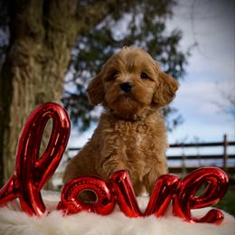 Chocolate chip - Red  female Goldendoodle puppy in Mc Arthur, California from California Golden Love