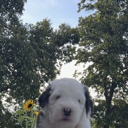Old English Sheepdog Puppies from O’Leary’s Old English Sheepdogs