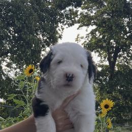 Old English Sheepdog Puppies from O’Leary’s Old English Sheepdogs