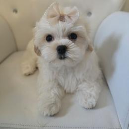 CHENEL - Parti female Maltipoo puppy in Washington from Mt.BakerPoodles&Doodles
