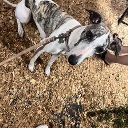Whippet Puppies from Hertzog  Whippets