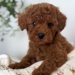Finn - Red  male Poodle puppy in North Port, Florida from Noble Pets