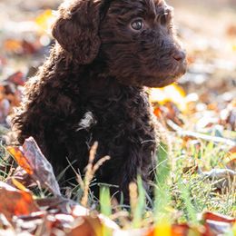 Double Doodle and Labradoodle Puppies from Delightfully Double Doodles