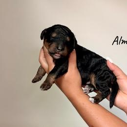 Almond - Phantom male Bernedoodle puppy in Pennsylvania from Bells Bernedoodles