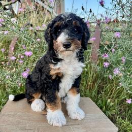 Blue - Tri-color male Bernedoodle puppy in Hesperia, Michigan from Red Acres Poodles & Doodles