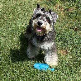 Miniature Schnauzer All Grown Up from Water Oak Farm