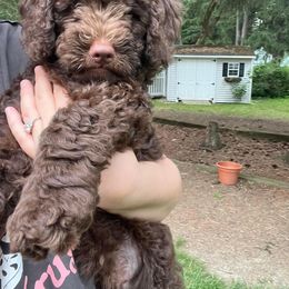 Australian Labradoodle Puppies from Aurora Australian Labradoodles