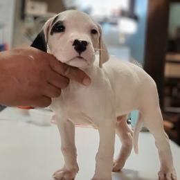 Boy 5 - male Dogo Argentino puppy in Morgan Hill, Pennsylvania from De la Fuerza De Dios