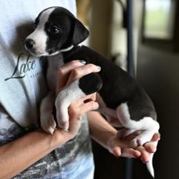 Domino - White and black male Whippet puppy in Gentry, Arkansas from Mardel Robeson of Mulberry Hollow Whippets
