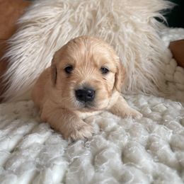 Golden Retriever Puppies from Bent Golden Retrievers