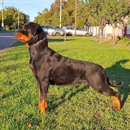 Eva - Rottweiler