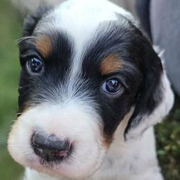 Boy 2 - Tri Male - Full Mask and Spot on Back - Blue belton and tan (tri-color) male English Setter puppy in Boise, Idaho from English Setters of the Eyrie